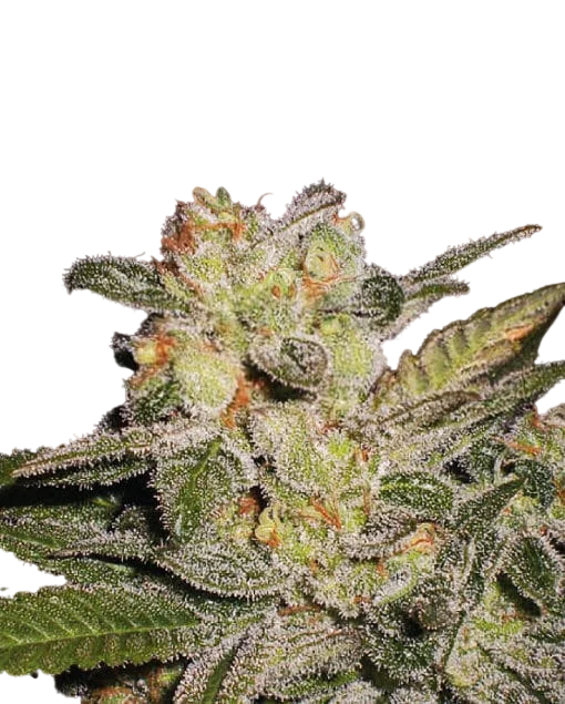 Northern Lights Auto | AUTOFEM | Expert Seeds