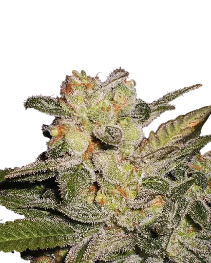 Northern Lights Auto