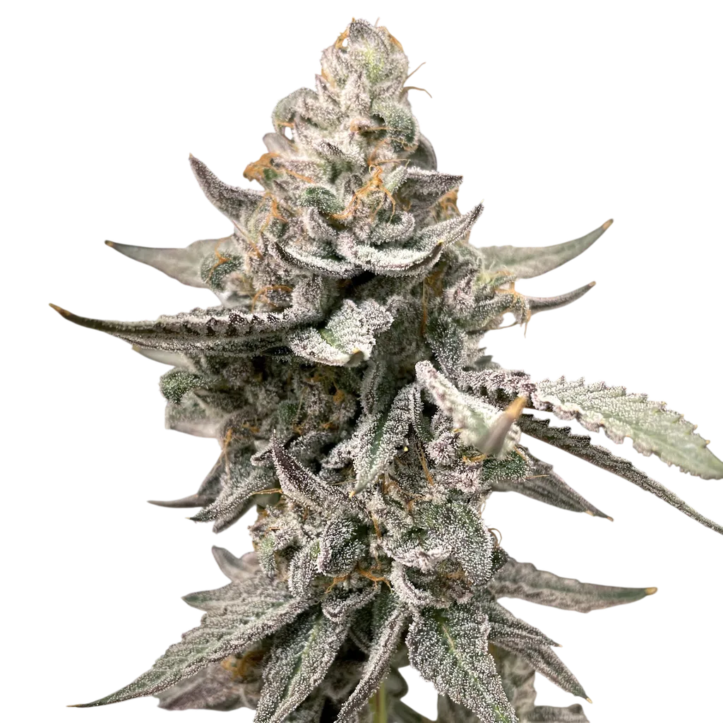 Beaver Cookies | PHOTOFEM | Elev8 Seeds