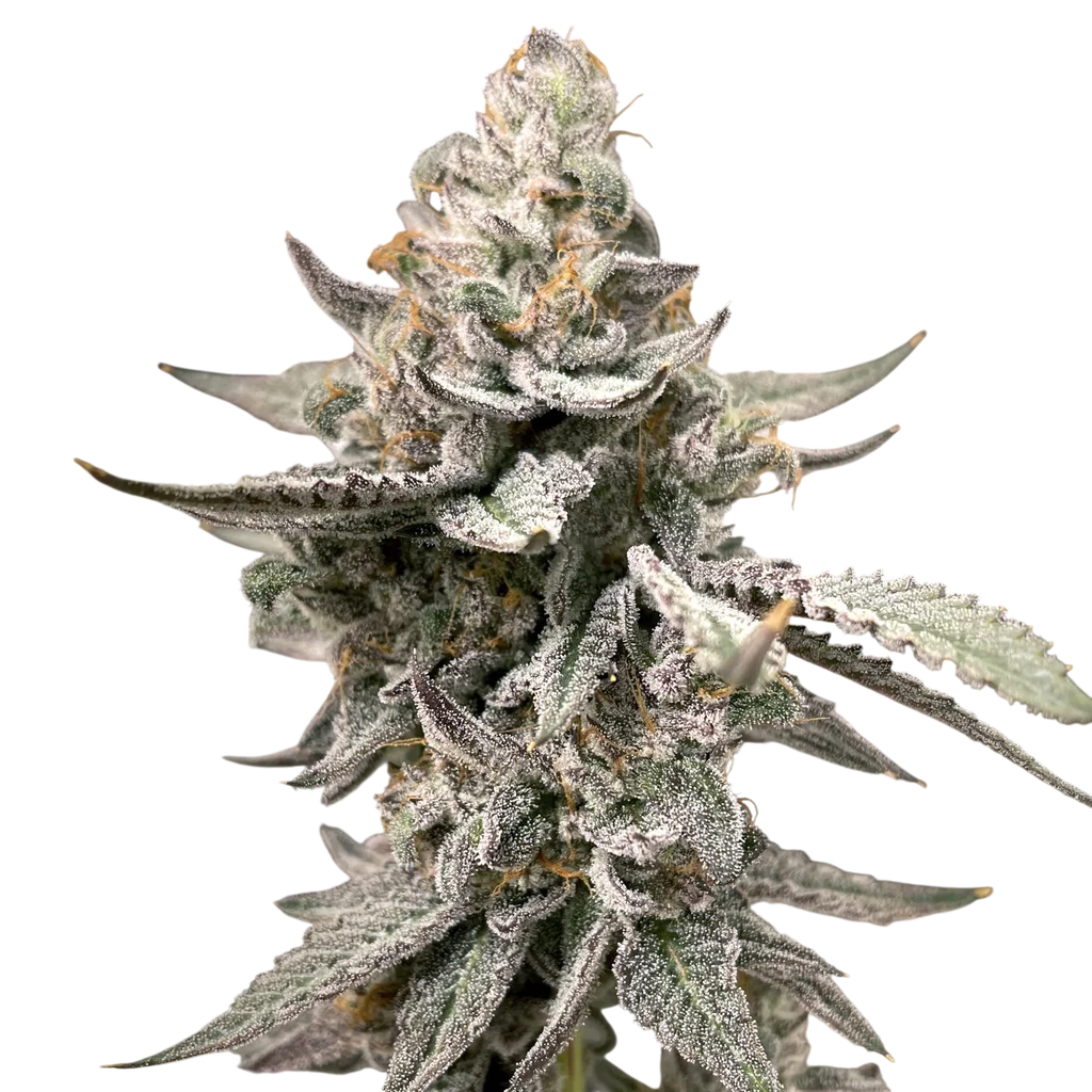 Beaver Cookies | PHOTOFEM | Elev8 Seeds