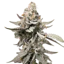 Beaver Cookies | PHOTOFEM | Elev8 Seeds