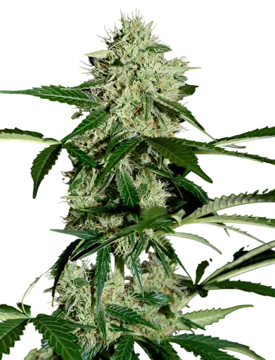 Northern Lights Auto