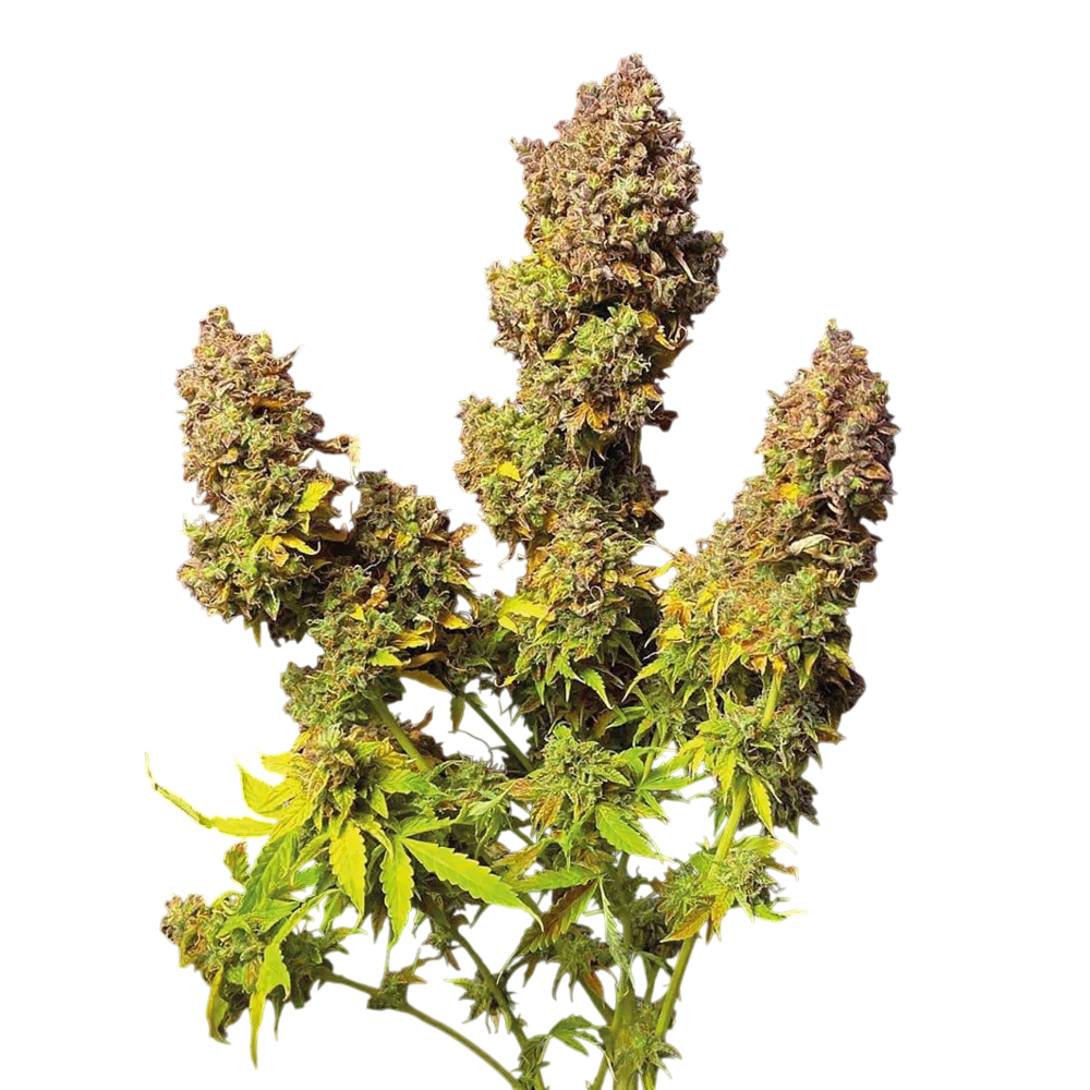 Northern Lights Auto | AUTOFEM | Seedsman
