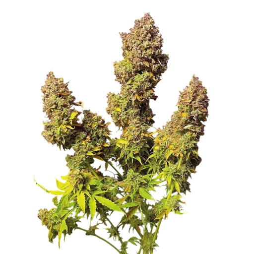 Northern Lights Auto