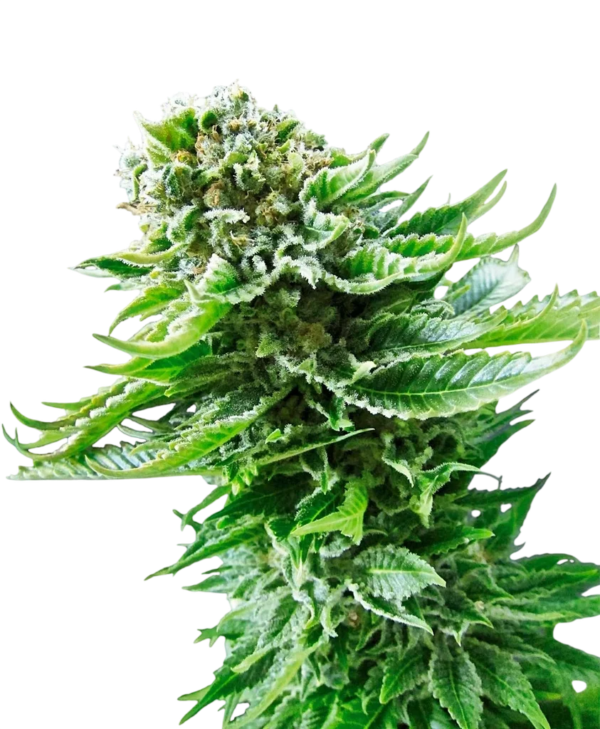 Northern Lights Auto | AUTOFEM | Sensi Seeds