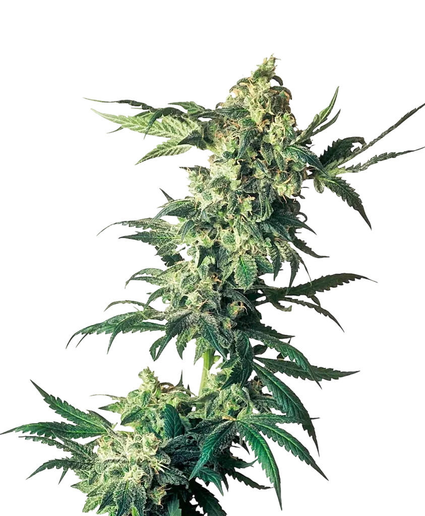 Northern Lights | PHOTOFEM | Sensi Seeds
