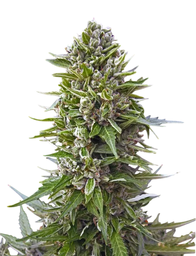Northern Lights Auto