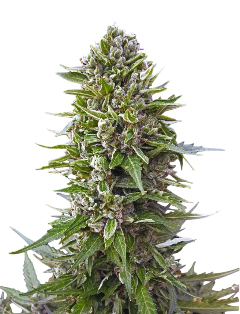 Northern Lights Auto | AUTOFEM | Tiger One Bulk