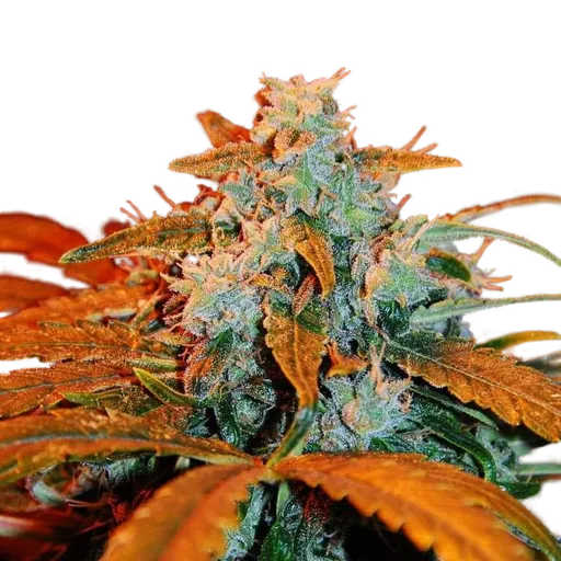 Berry Auto | AUTOFEM | G13 Labs