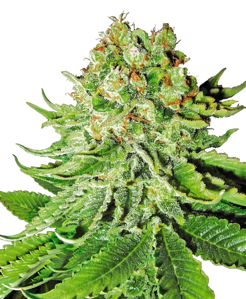 Northern Lights Auto | AUTOFEM | White Label Seed Company
