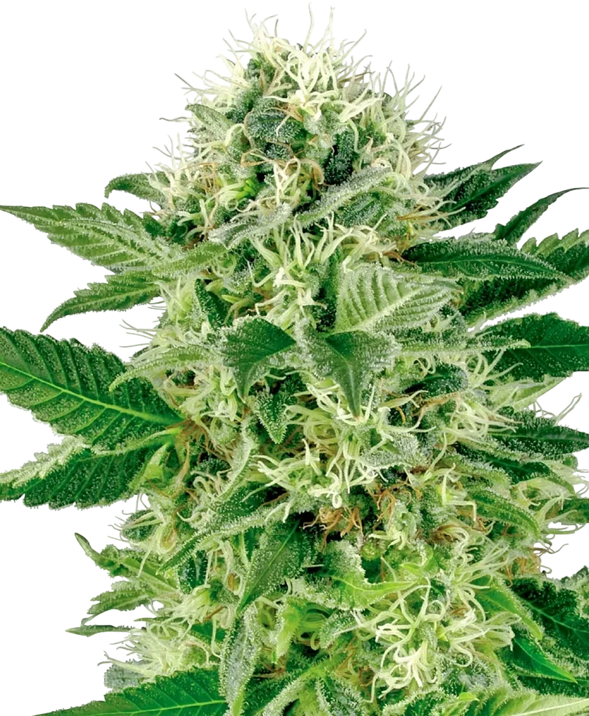 Northern Lights | PHOTOFEM | White Label Seed Company