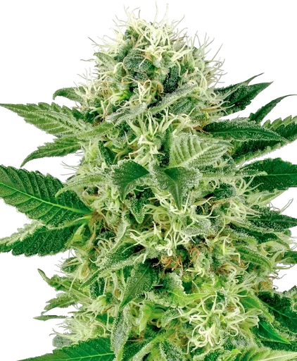 Northern Lights