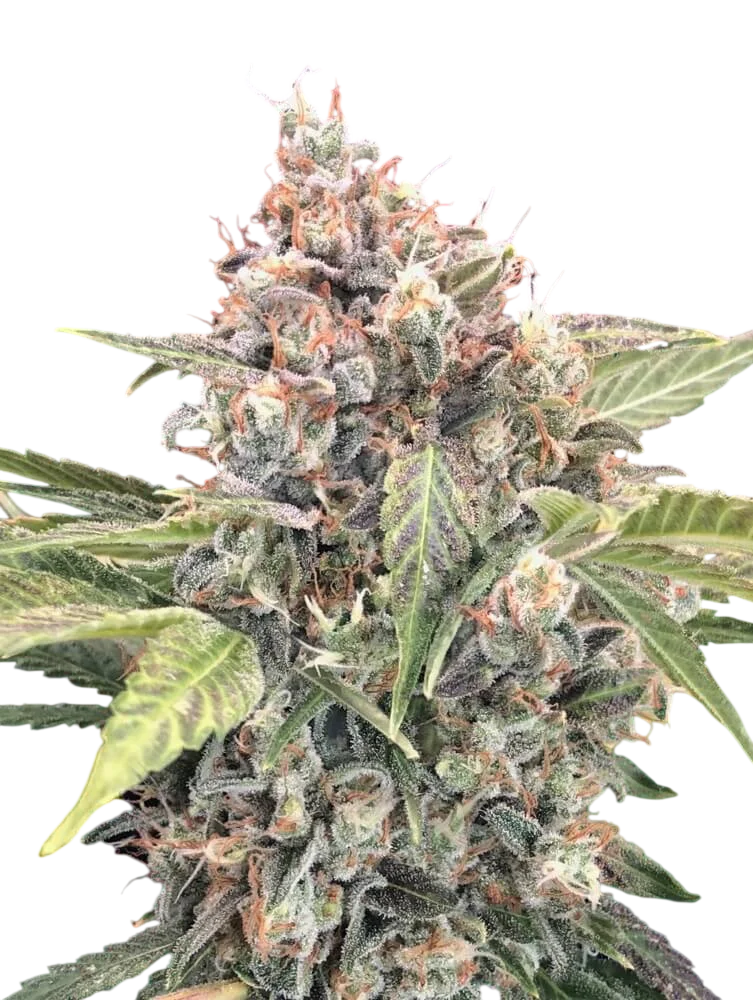 Northern Lights CBD | PHOTOFEM | 00 Seeds