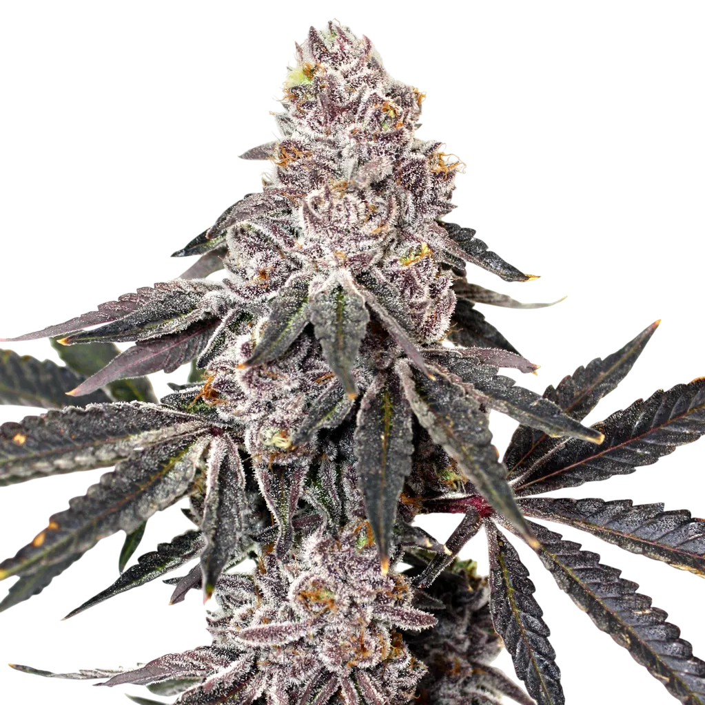 Berry Crusher | PHOTOFEM | Elev8 Seeds