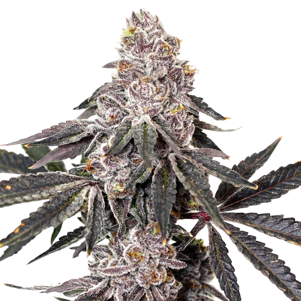 Berry Crusher | PHOTOFEM | Elev8 Seeds