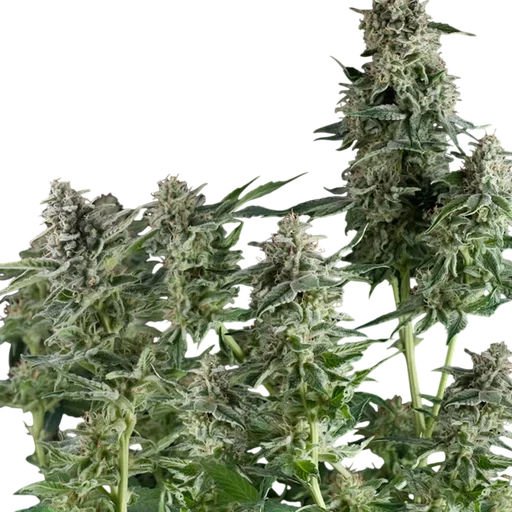 Northern Lights CBD