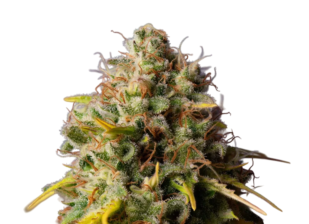 Northern Lights x Big Bud Auto | AUTOFEM | Expert Seeds