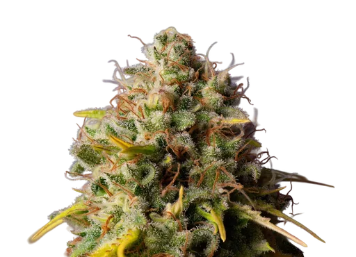 Northern Lights x Big Bud Auto