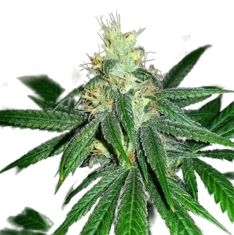 Berry Larry | PHOTOREG | Grand Daddy Genetics