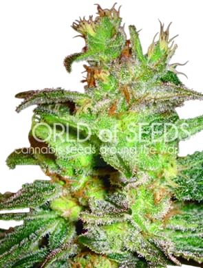 Northern Light x Big Bud | PHOTOFEM | World of Seeds