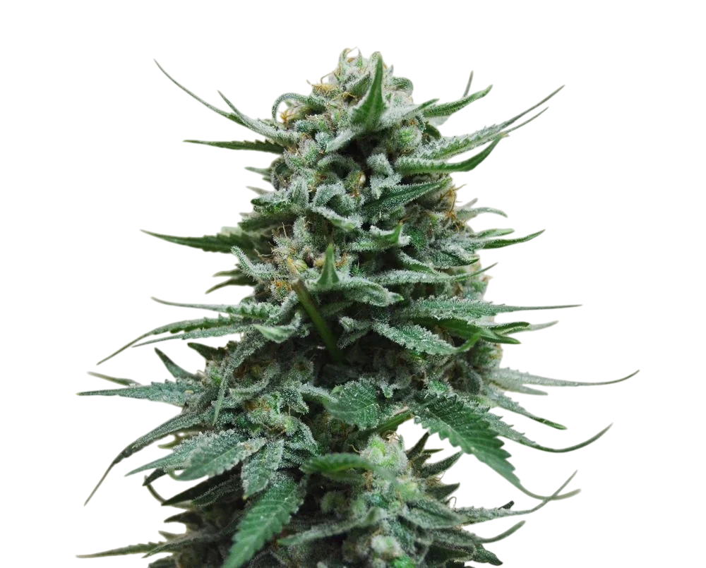 Northern Russian Auto | AUTOFEM | Kalashnikov Seeds