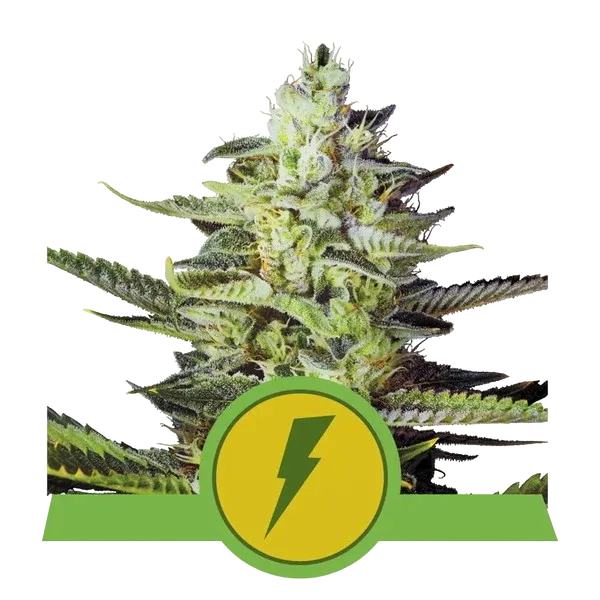 North Thunderfuck Auto | AUTOFEM | Royal Queen Seeds