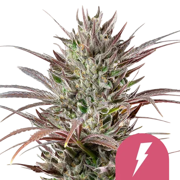 North Thunderfuck | PHOTOFEM | Royal Queen Seeds