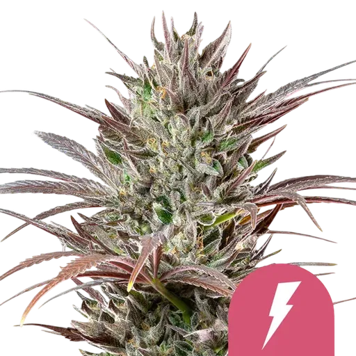 North Thunderfuck | PHOTOFEM | Royal Queen Seeds