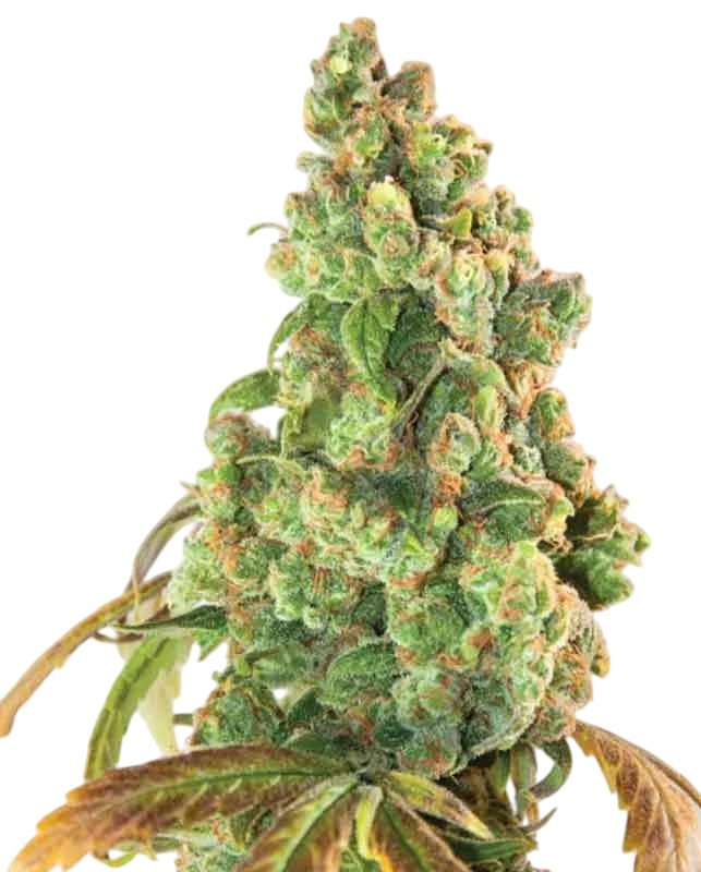 Nurse Lilly CBD | PHOTOFEM | Expert Seeds