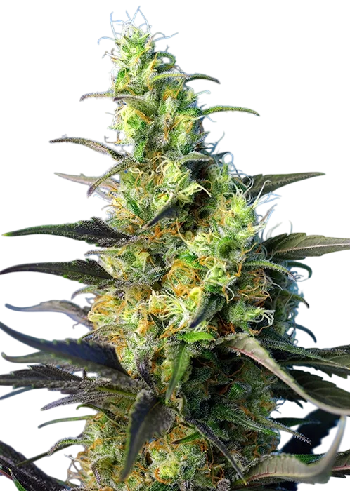 NYC Diesel CBD (formerly Ice Cool CBD) | PHOTOFEM | Sweet Seeds