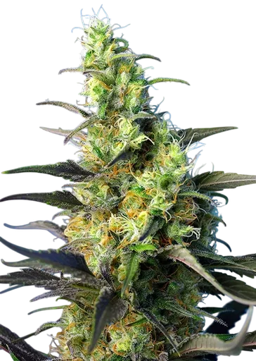 NYC Diesel CBD (formerly Ice Cool CBD)