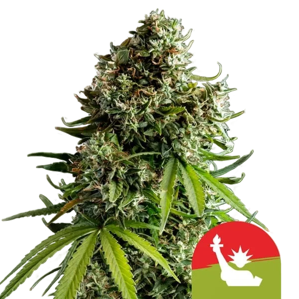 NYC Sour D Auto | AUTOFEM | Royal Queen Seeds