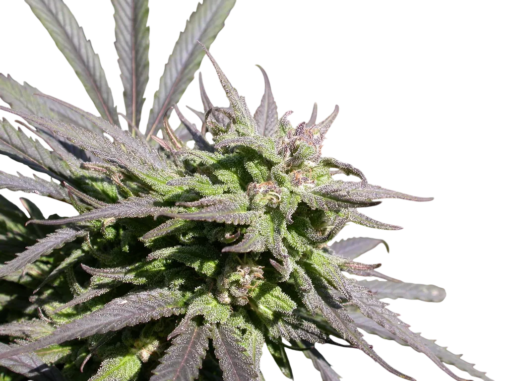 Biddy Early | PHOTOFEM | Serious Seeds