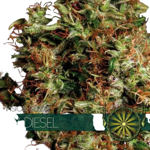NY Diesel