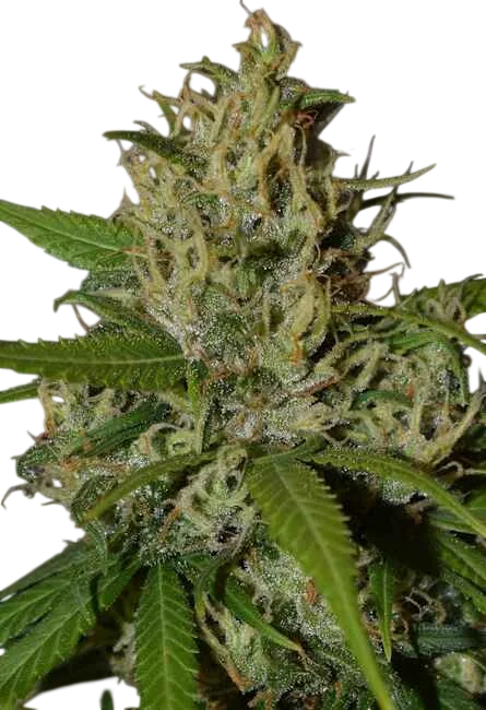Oaxaca A5 Haze | PHOTOFEM | Ace Seeds
