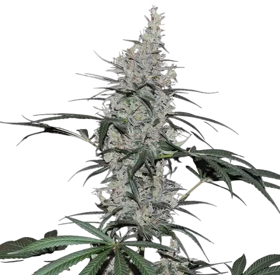 Oaxaca x Panama | PHOTOREG | Ace Seeds