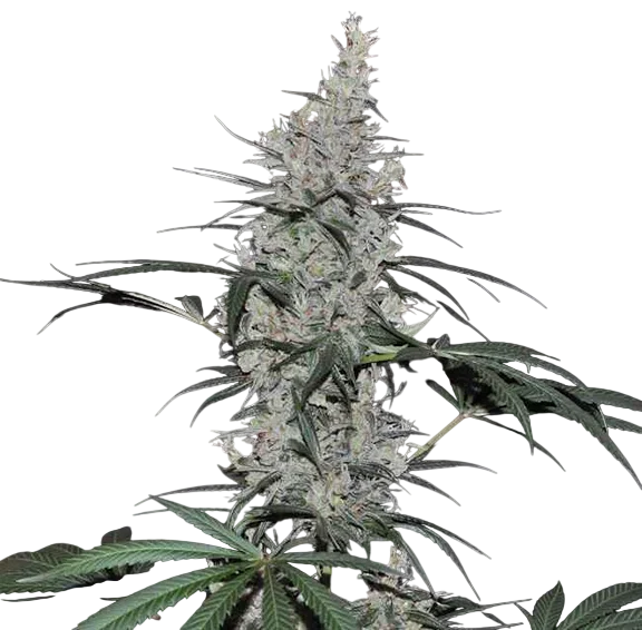 Oaxaca x Panama | PHOTOREG | Ace Seeds