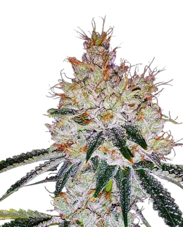 OGesus Auto | AUTOFEM | Expert Seeds