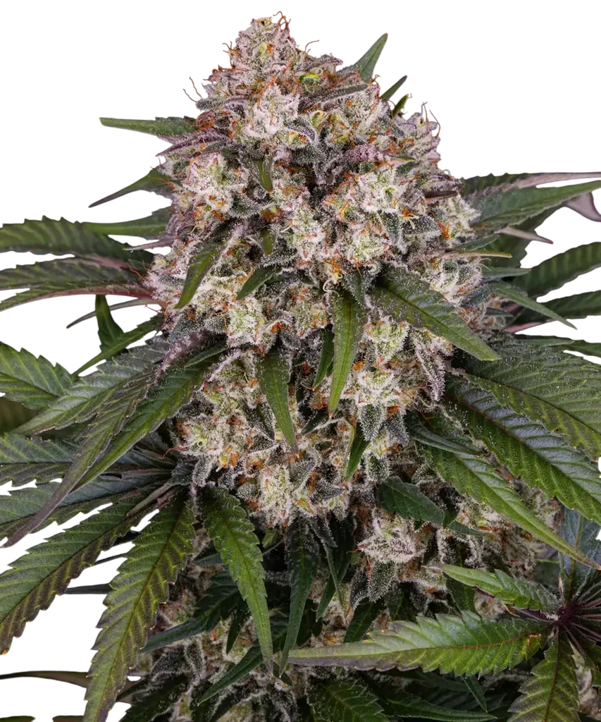 OG Kush Auto | AUTOFEM | Barneys Farm