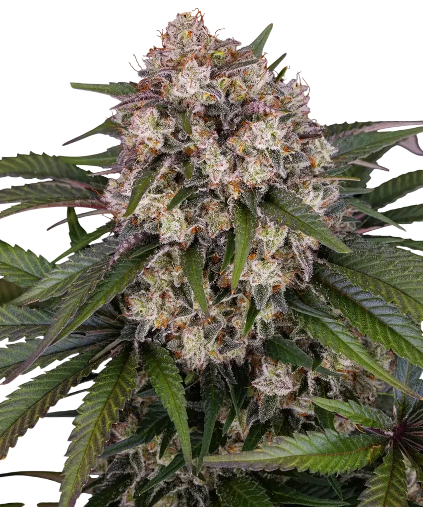 OG Kush Auto | AUTOFEM | Barneys Farm