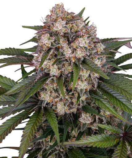 OG Kush Auto | AUTOFEM | Barneys Farm