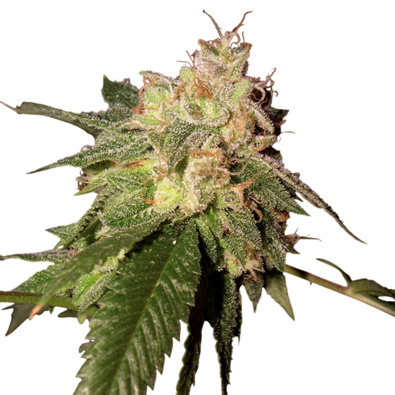 OG Kush | PHOTOFEM | DNA Genetics