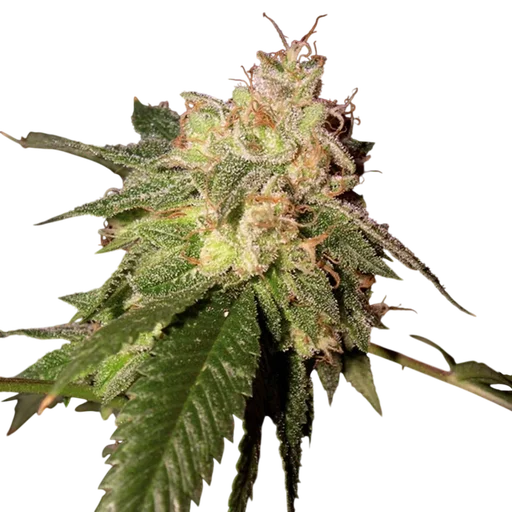 OG Kush