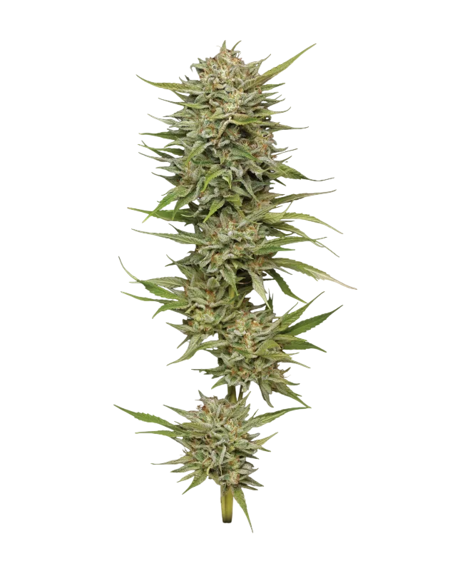 OG Kush Auto | AUTOFEM | Humboldt Seed Co.