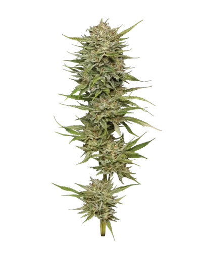 OG Kush Auto
