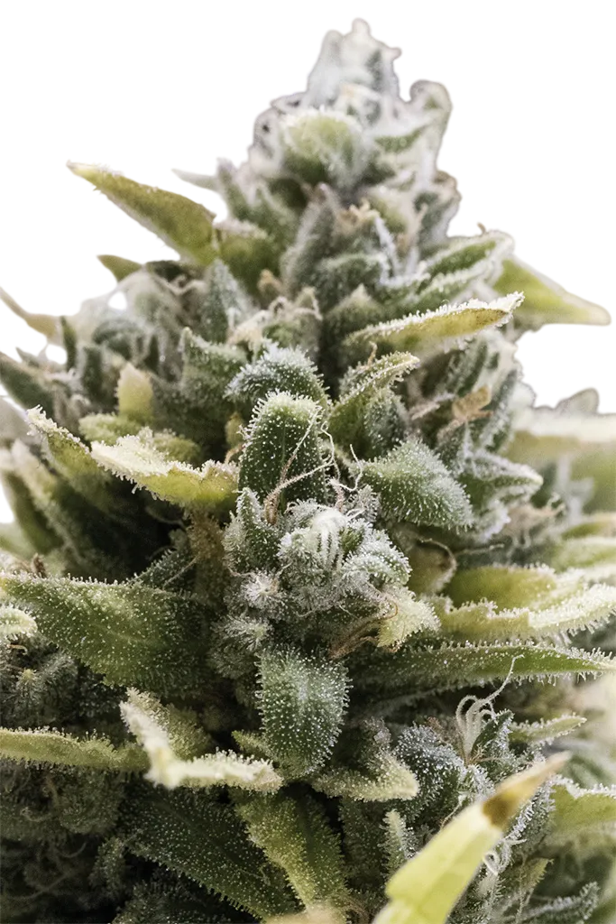 OG Kush Auto | AUTOFEM | Humboldt Seed Org.