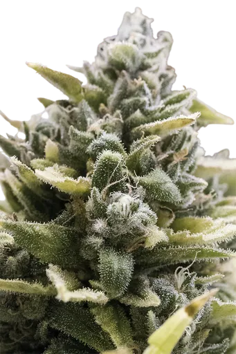 OG Kush Auto