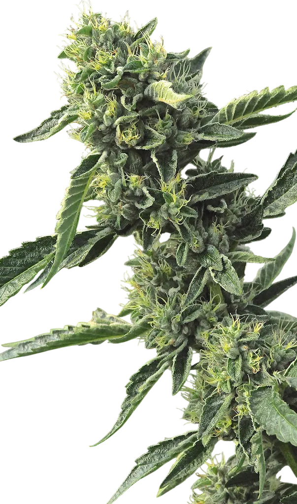 OG Kush | PHOTOFEM | Humboldt Seed Org.