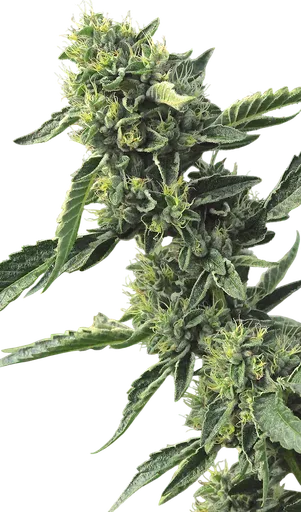 OG Kush