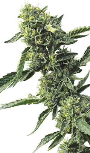 OG Kush